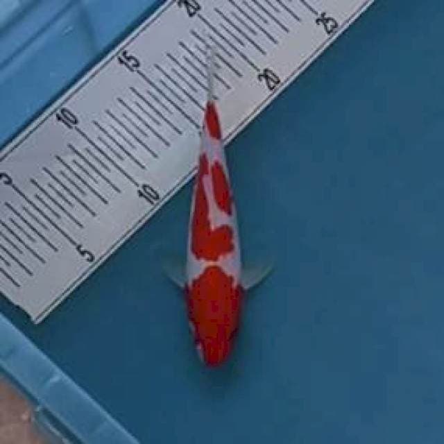 Kohaku joss 15 cm