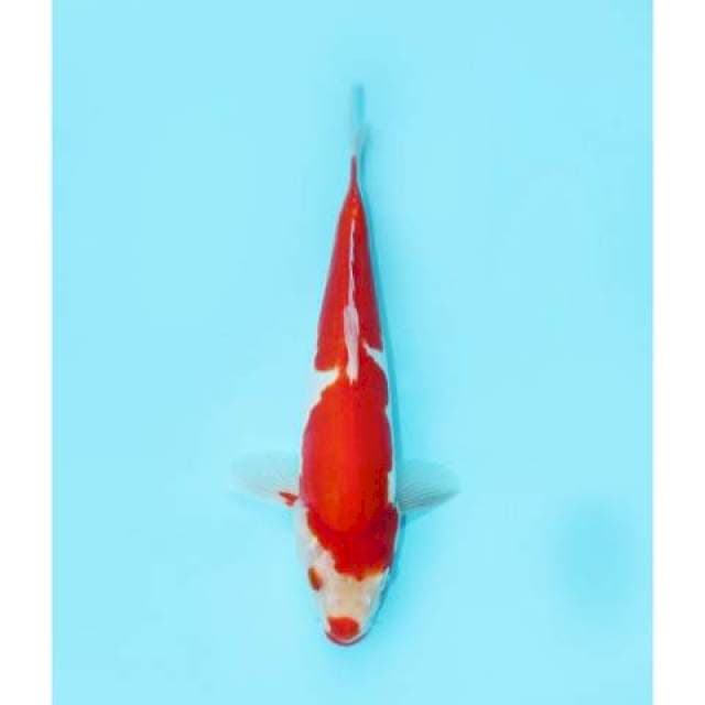 KOHAKU KUCHIBENI 25 CM FEMALE
