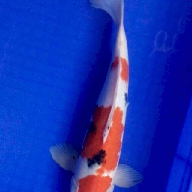 Sanke Male 37cm