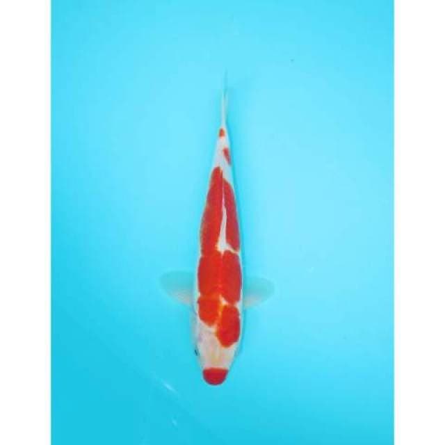 KOHAKU KUCHIBENI 24 CM FEMALE