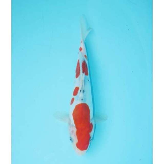 SANKE DOIT 21 CM FEMALE