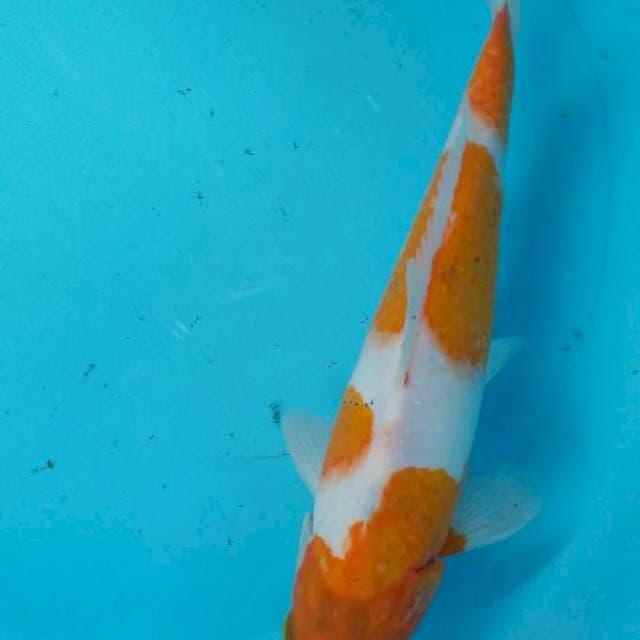 Kohaku
