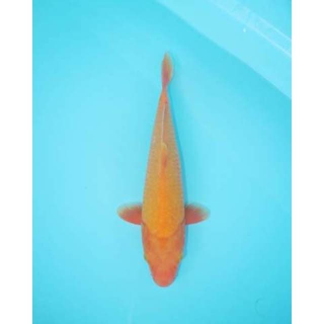 BENIGOI 28 CM FEMALE