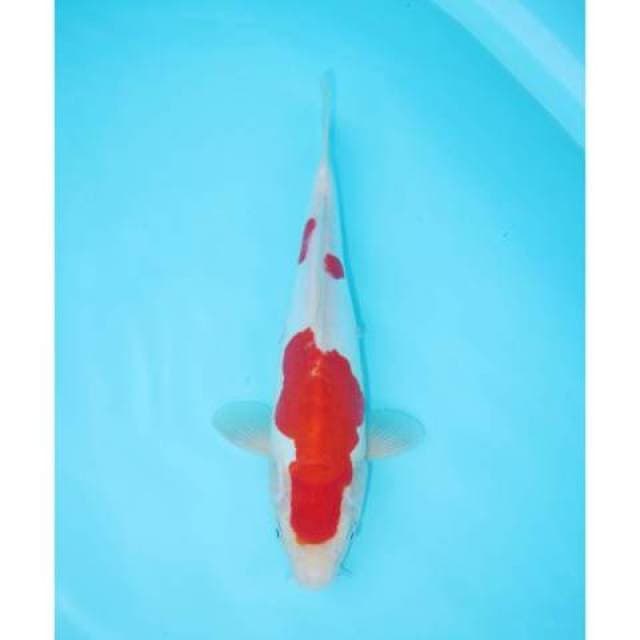 KOHAKU SANDAN DOITSU 31 CM FEMALE