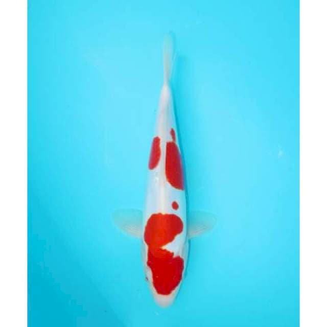 KOHAKU DOITSU 28 CM FEMALE