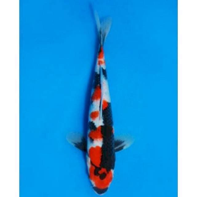 Showa male 27cm hott