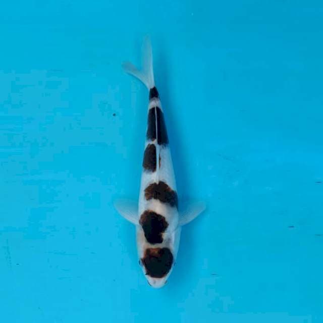 Budho goromo