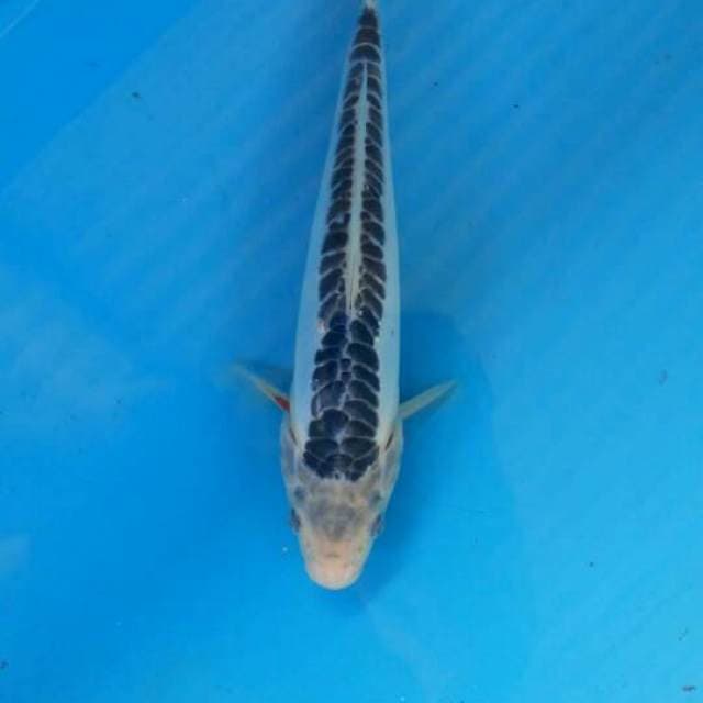 Shusui 25cm