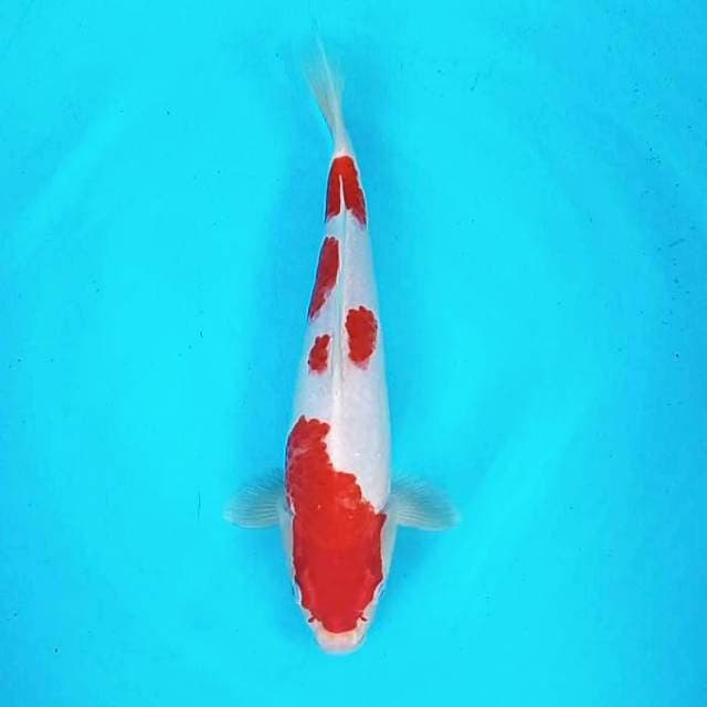 Kohaku # 30cm