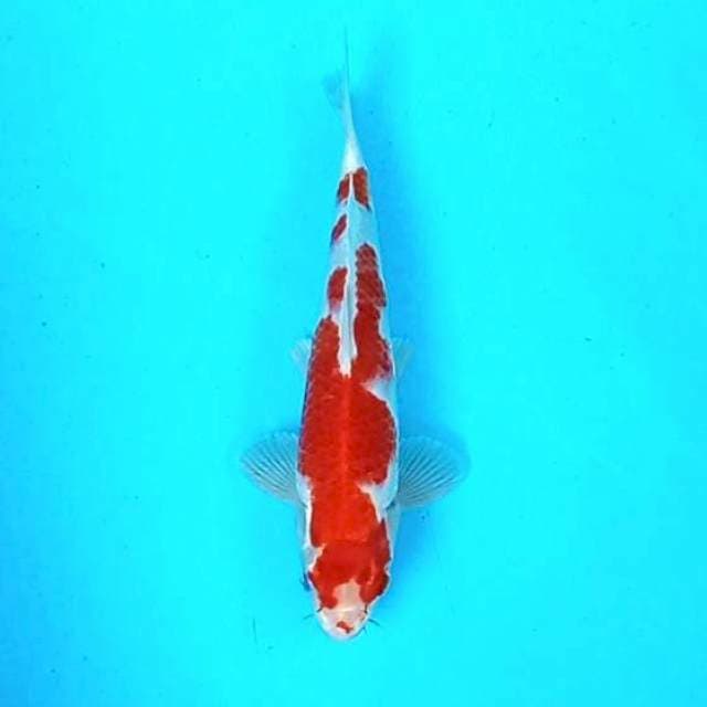 Kohaku # 29cm