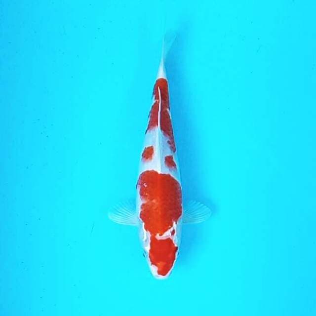 Kohaku # 30cm