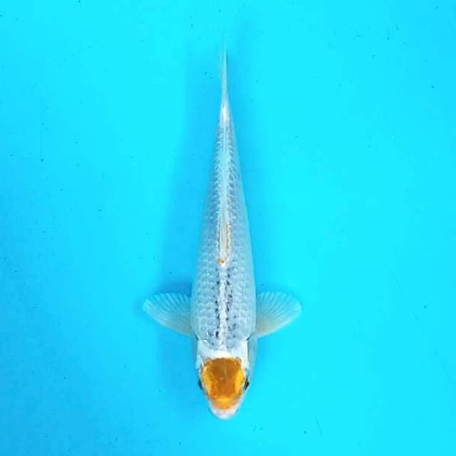 Tancho # 28cm