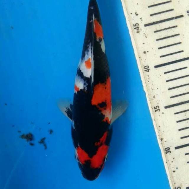 Showa blackflash 24cm