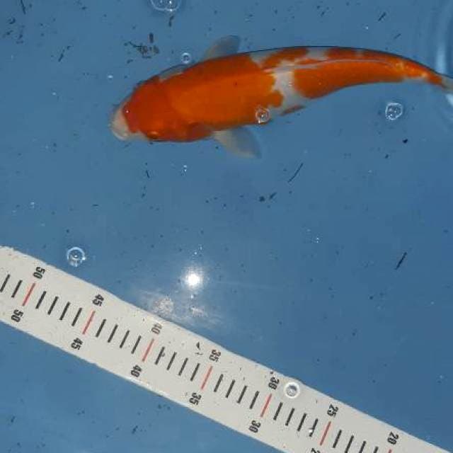 2 step kohaku bulki