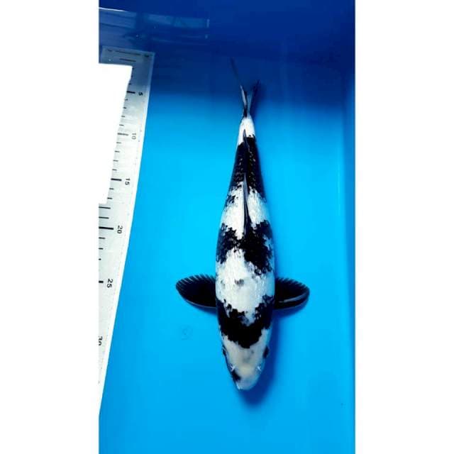 SHIRO GINRIN 31cm MALE