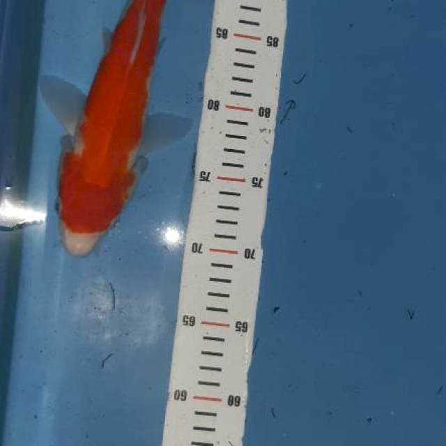 Kohaku 28cm