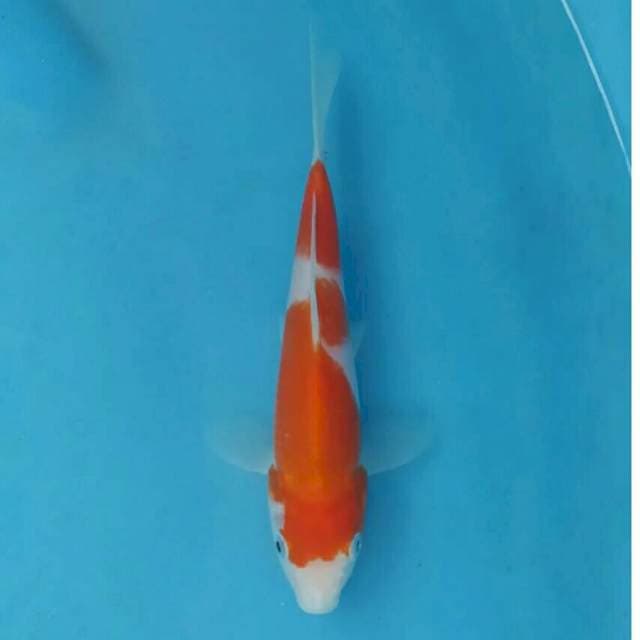 Kohaku Import non serti