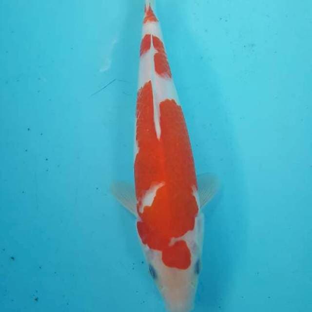 kohaku show quality 27 cm