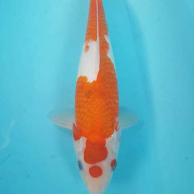 ai goromo 28 cm