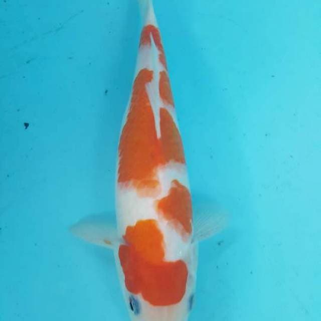 kohaku jos 28 cm