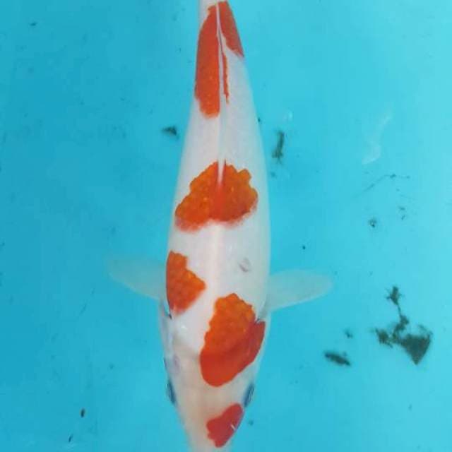 sakura kohaku 28 cm
