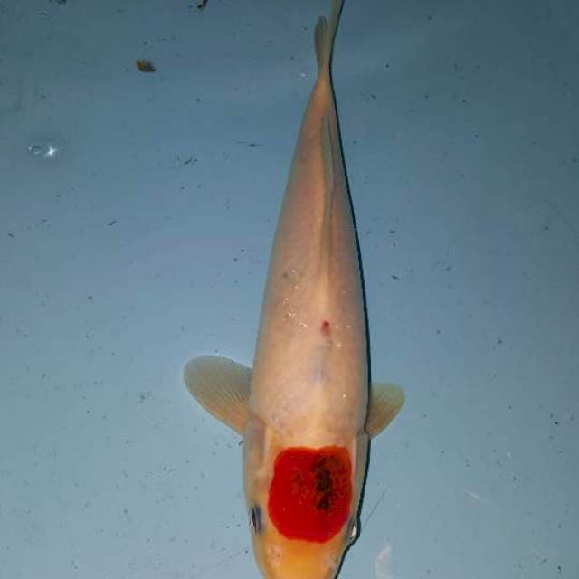 tanco goromo 30 cm