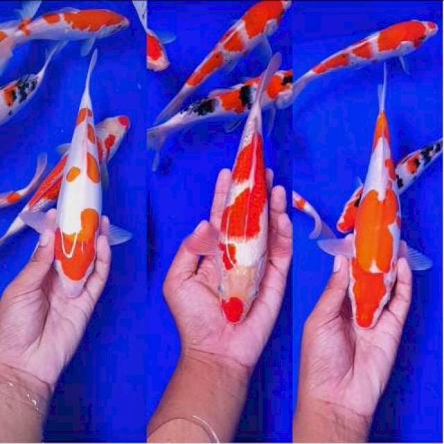 Trio Kohaku Cantik Calon jumbo 26-27cm