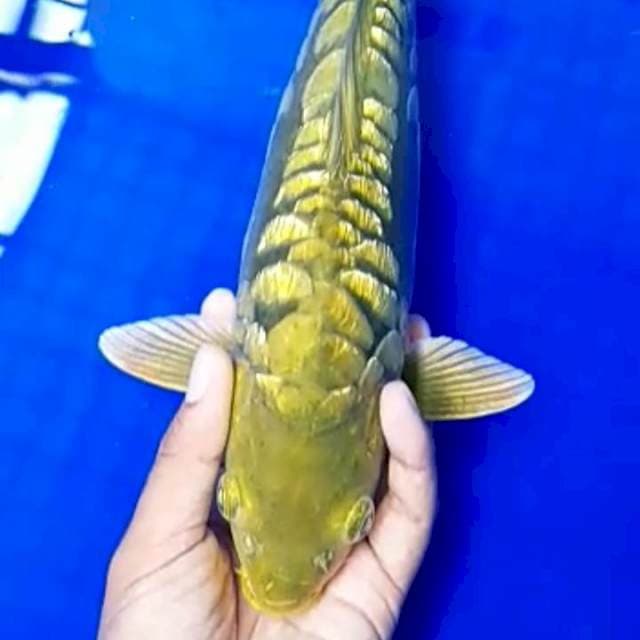 Naga Air Munuk 35cm Male