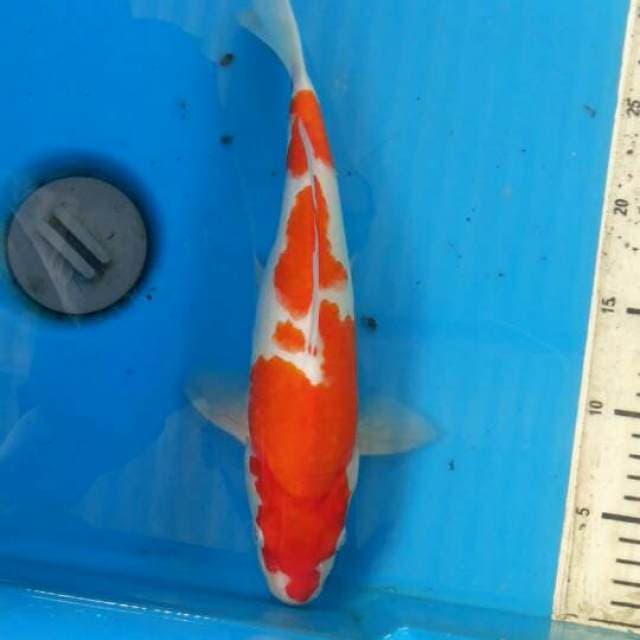 Kohaku 29cm