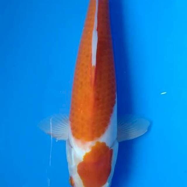 Kohaku