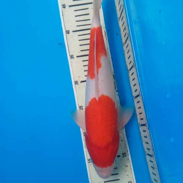 Kohaku