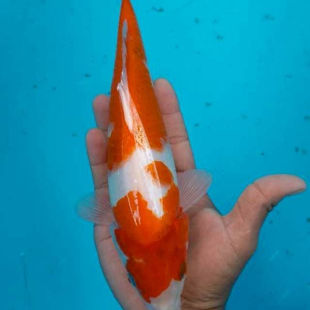 Kohaku