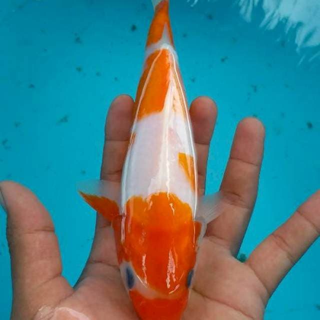 Kohaku