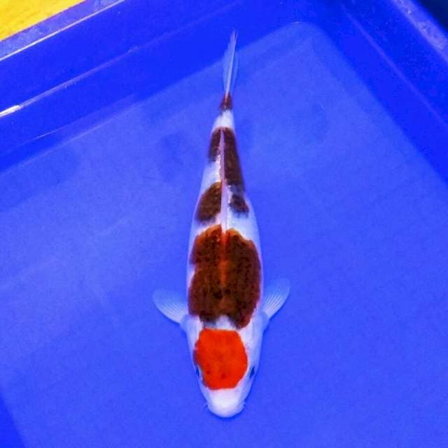 Maruten goromo