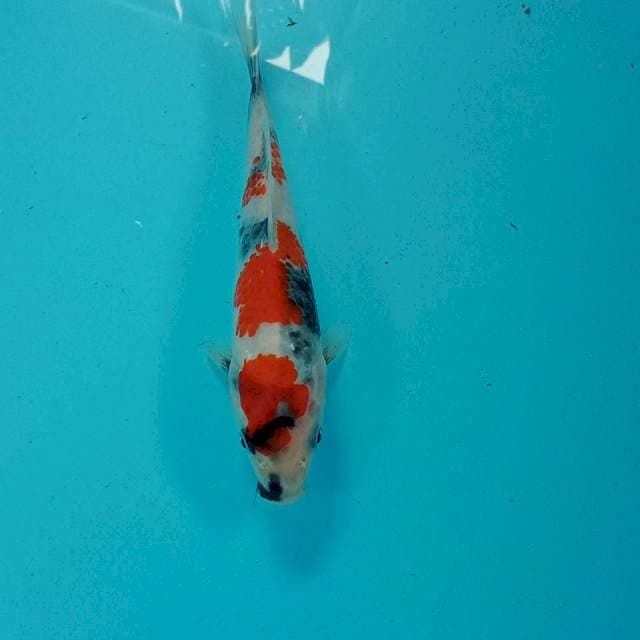 Showa, 19 cm