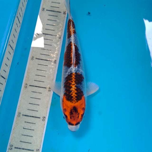 Goshiki, 24 cm