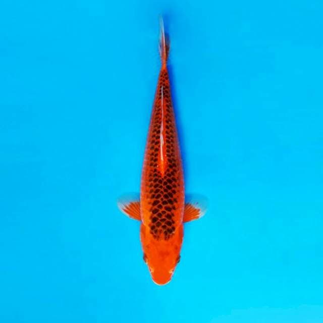 AKIKO 3 - AKA MATSUBA ®