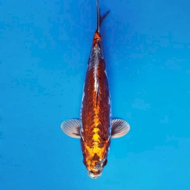 AKIKO 14 - BROWN KAWARIMONO ®