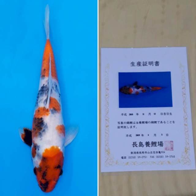 Nagashima showa 28cm serti