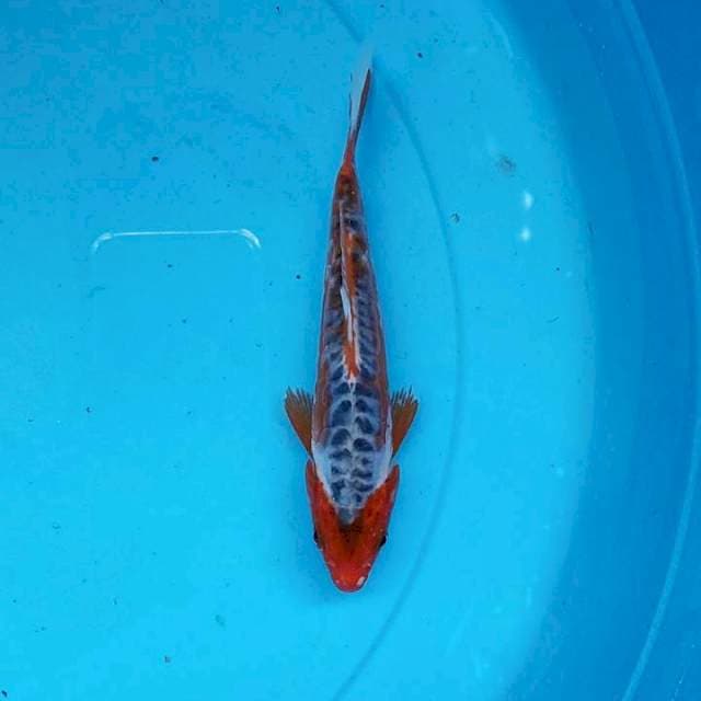 Shusui Bloodline Konishi 20BU