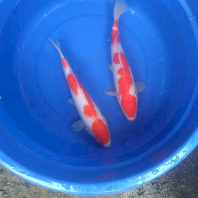 Sk merah putih