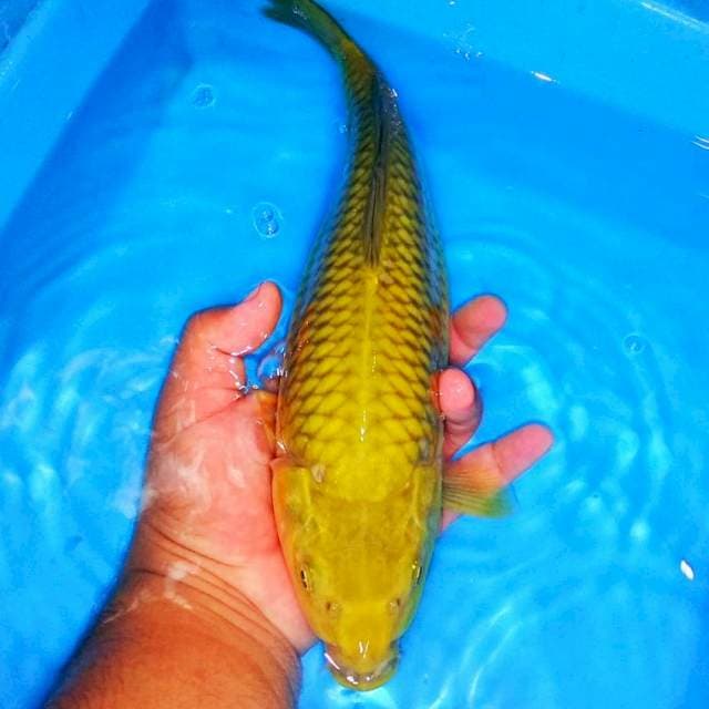 Midori punuk jaring mantab