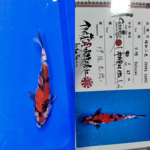 Showa import isa