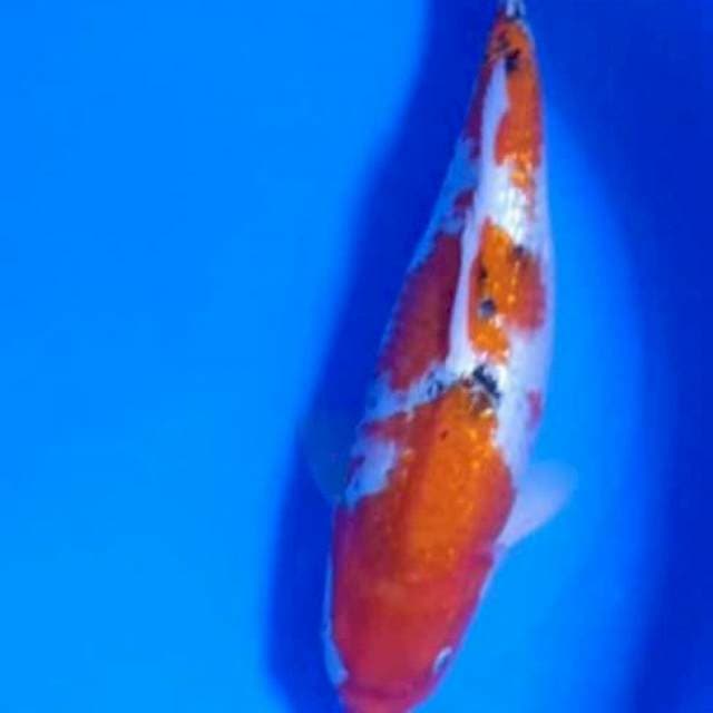 FULL GINDRIN JUMBO