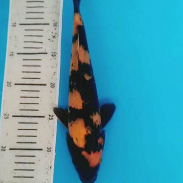 Kin utsuri 31cm,Male