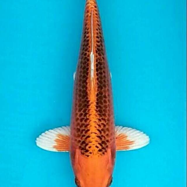 Orenji matsuba sirip kupu2 28cm