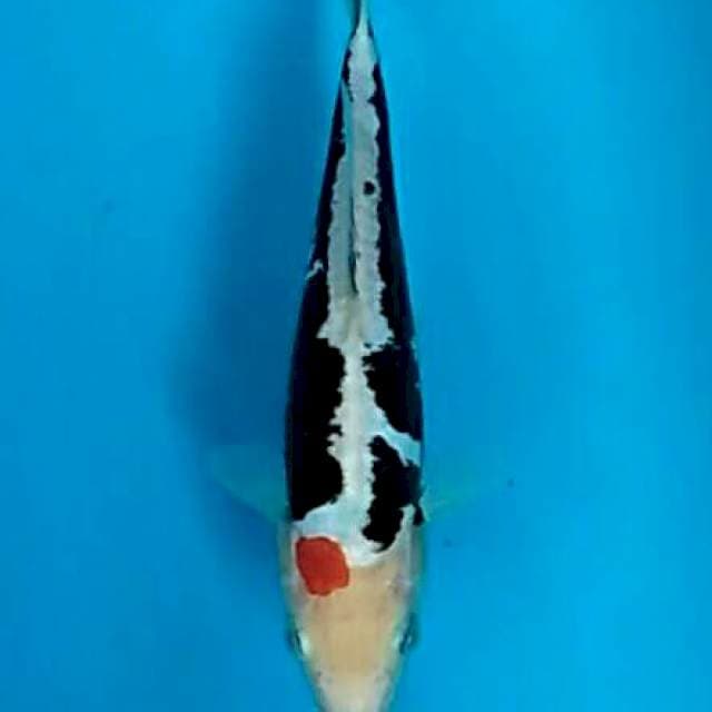 Baby benikumonryu red spot 22cm