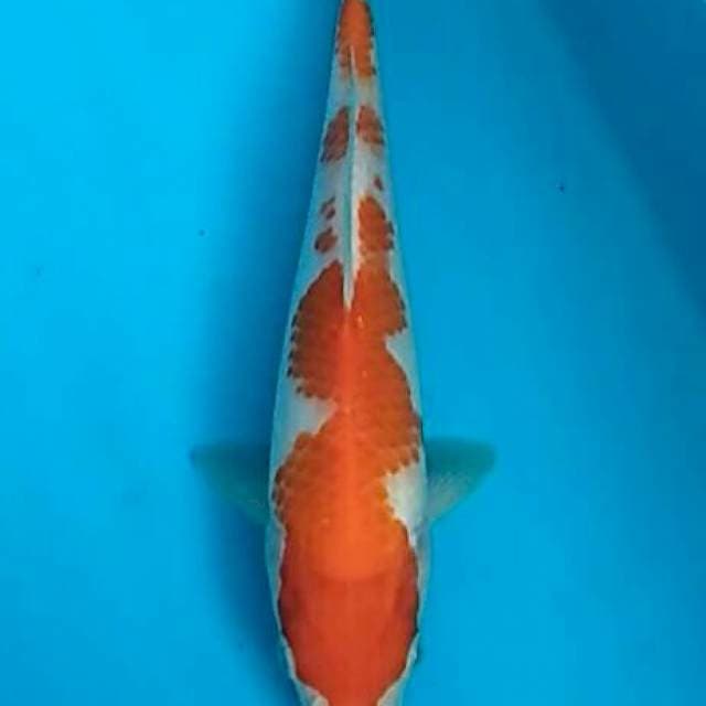 Baby kanoko inazuma kohaku punuk 22cm