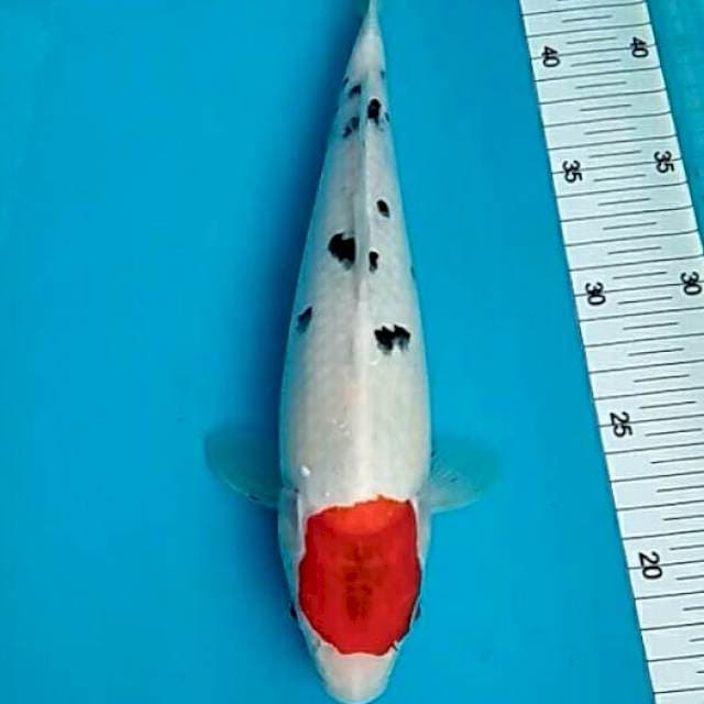 Bulky tancho sanke keeping 30cm