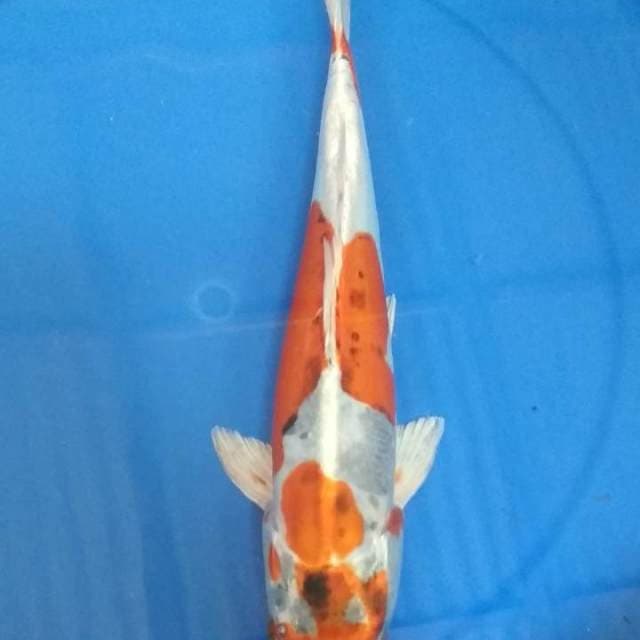 Kujaku 33cm